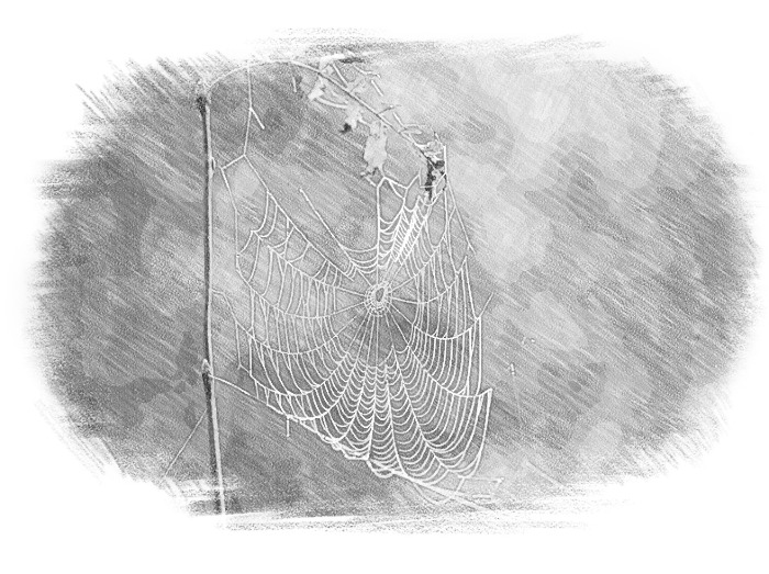 sw - Spinnennetz